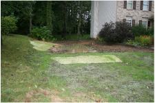 Rain Garden